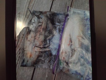 こかわ渡船 雅丸 釣果