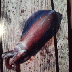 こかわ渡船 雅丸 釣果