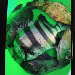 こかわ渡船　雅丸 釣果