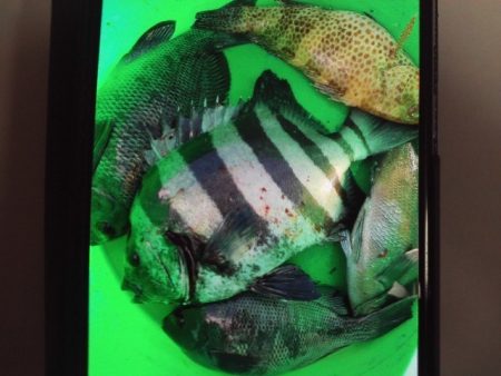 こかわ渡船　雅丸 釣果