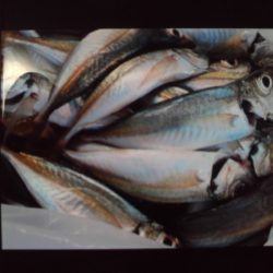 こかわ渡船 雅丸 釣果