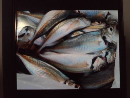 こかわ渡船 雅丸 釣果