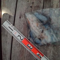 こかわ渡船　雅丸 釣果