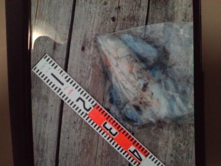 こかわ渡船　雅丸 釣果