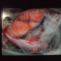 こかわ渡船 雅丸 釣果