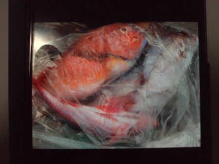 こかわ渡船 雅丸 釣果