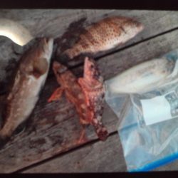 こかわ渡船　雅丸 釣果