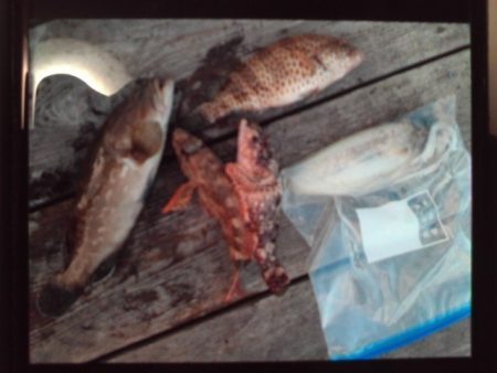 こかわ渡船　雅丸 釣果