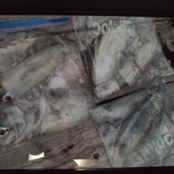 こかわ渡船　雅丸 釣果