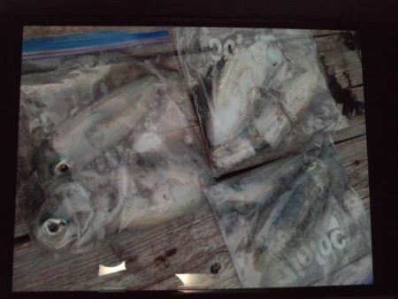 こかわ渡船　雅丸 釣果