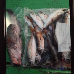 こかわ渡船 雅丸 釣果