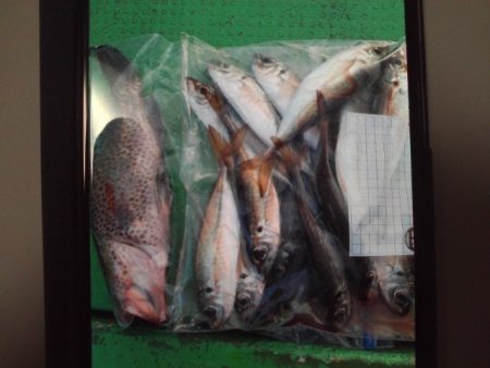 こかわ渡船 雅丸 釣果