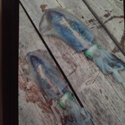 こかわ渡船　雅丸 釣果