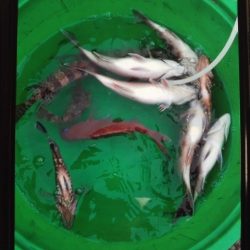 こかわ渡船　雅丸 釣果