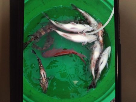 こかわ渡船　雅丸 釣果