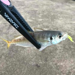 10日目にゲット！【がまかつ LUXXE宵姫　インプレッション】