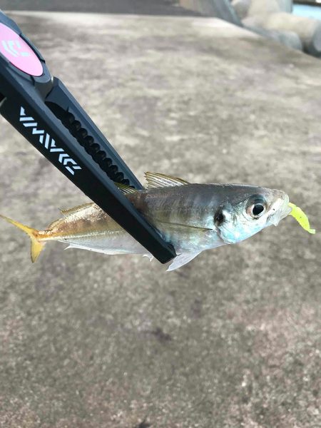 10日目にゲット！【がまかつ LUXXE宵姫　インプレッション】