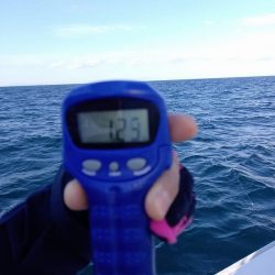 フィッシングボートACE(エース) 釣果