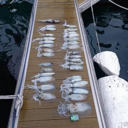 フィッシングボートACE(エース) 釣果