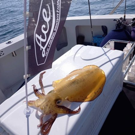 フィッシングボートACE(エース) 釣果