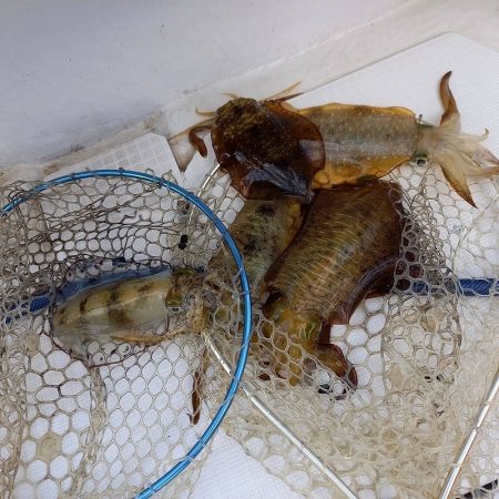 フィッシングボートACE(エース) 釣果