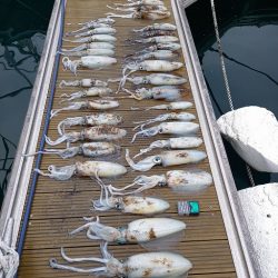 フィッシングボートACE（エース） 釣果