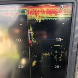 深川 吉野屋 釣果