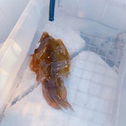 フィシングボートAir(エアー) 釣果