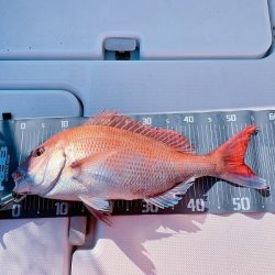 フィシングボートAir(エアー) 釣果