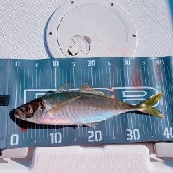 フィシングボートAir(エアー) 釣果