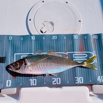 フィシングボートAir(エアー) 釣果