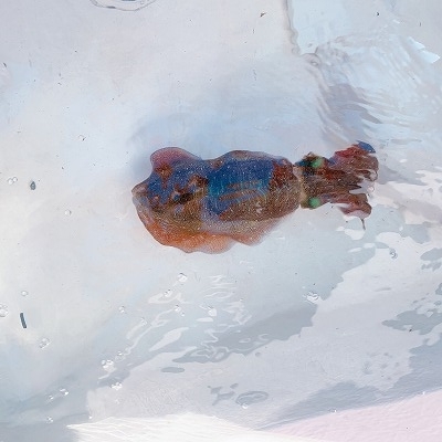 フィシングボートAir(エアー) 釣果