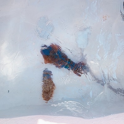 フィシングボートAir(エアー) 釣果