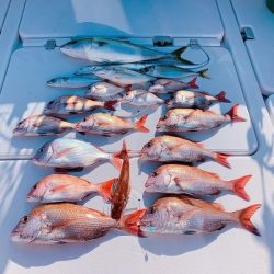 フィシングボートAir(エアー) 釣果