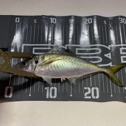 フィシングボートAir(エアー) 釣果