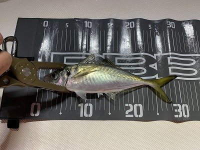 フィシングボートAir(エアー) 釣果