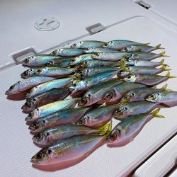 フィシングボートAir(エアー) 釣果