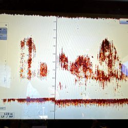 オーシャンズ　京都 釣果