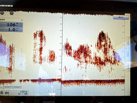 オーシャンズ　京都 釣果