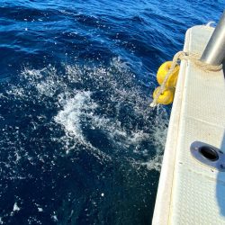オーシャンズ　京都 釣果