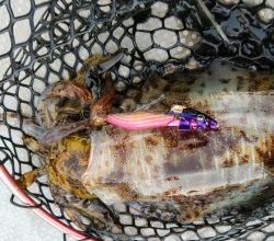 白墨丸 釣果