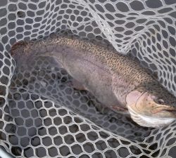 朝霞ガーデン 釣果