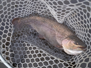 朝霞ガーデン 釣果