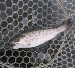 朝霞ガーデン 釣果