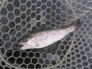 朝霞ガーデン 釣果