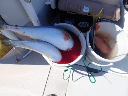 Aquanaut（アクアノート） 釣果