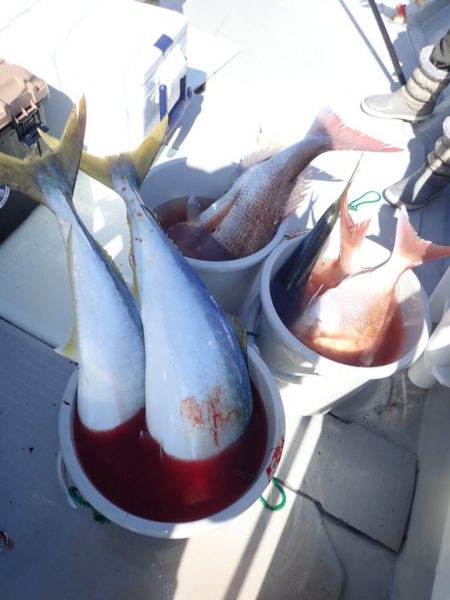 Aquanaut（アクアノート） 釣果