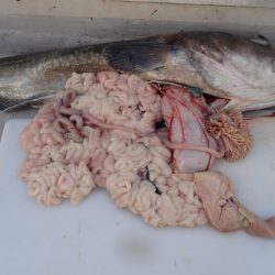 Aquanaut（アクアノート） 釣果