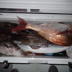 Aquanaut（アクアノート） 釣果