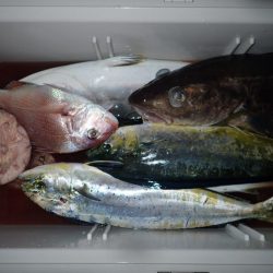 Aquanaut（アクアノート） 釣果